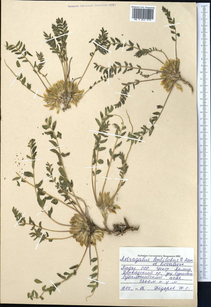 Astragalus lentilobus R.V. Kamelin & S.S. Kovalevskaya, Middle Asia, Pamir & Pamiro-Alai (M2) (Tajikistan)