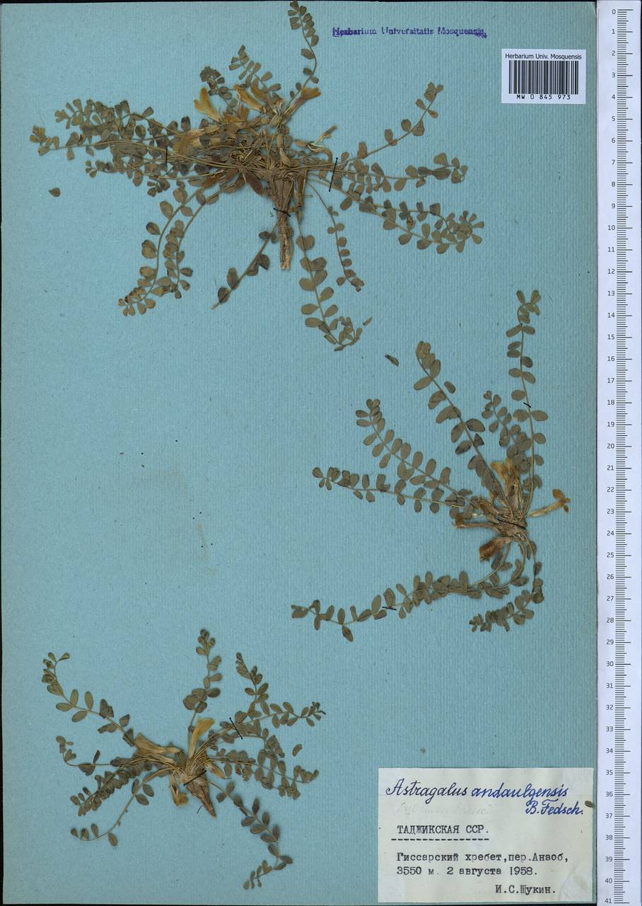 Astragalus lentilobus R.V. Kamelin & S.S. Kovalevskaya, Middle Asia, Pamir & Pamiro-Alai (M2) (Tajikistan)