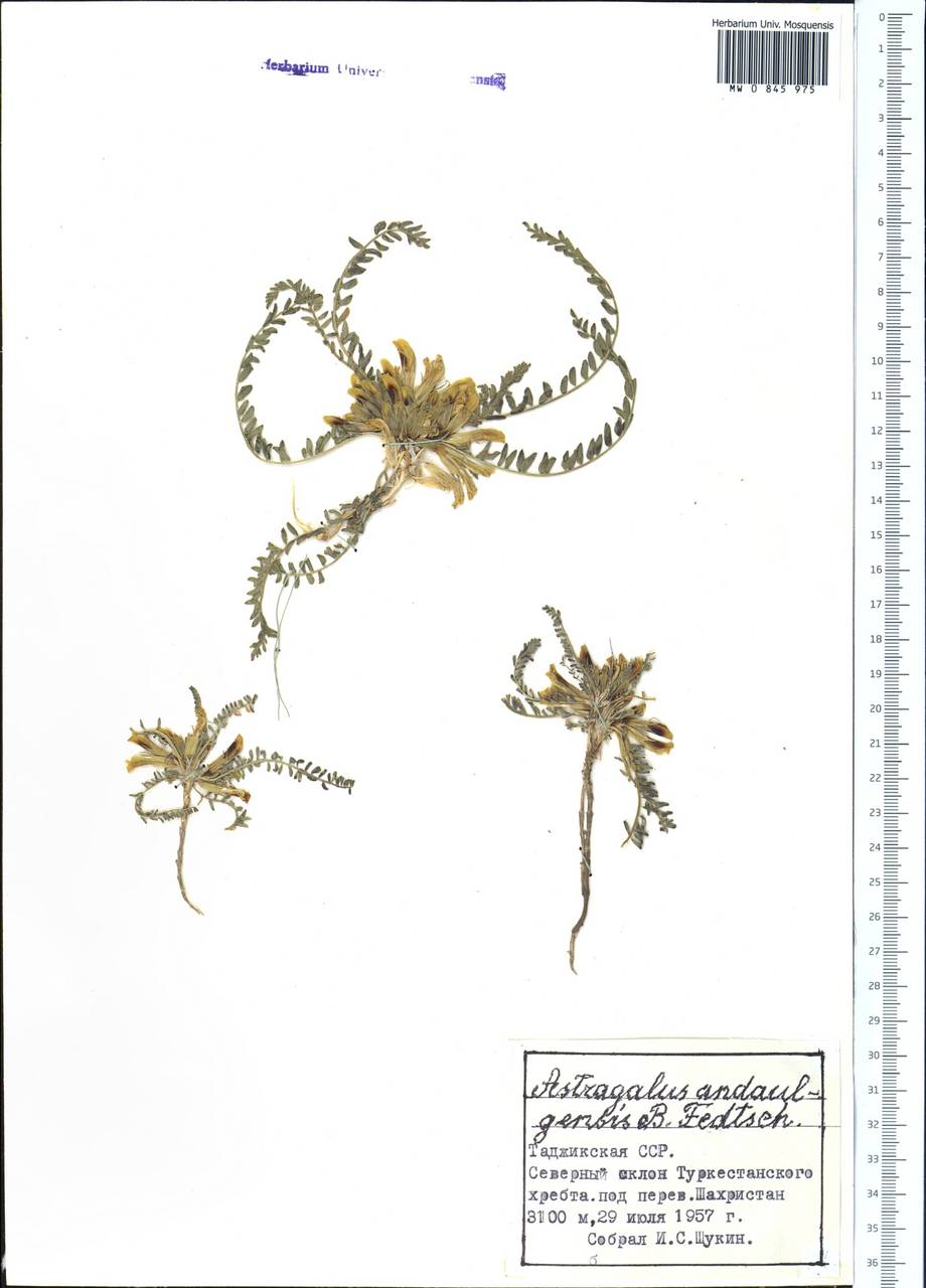 Astragalus lentilobus R.V. Kamelin & S.S. Kovalevskaya, Middle Asia, Pamir & Pamiro-Alai (M2) (Tajikistan)