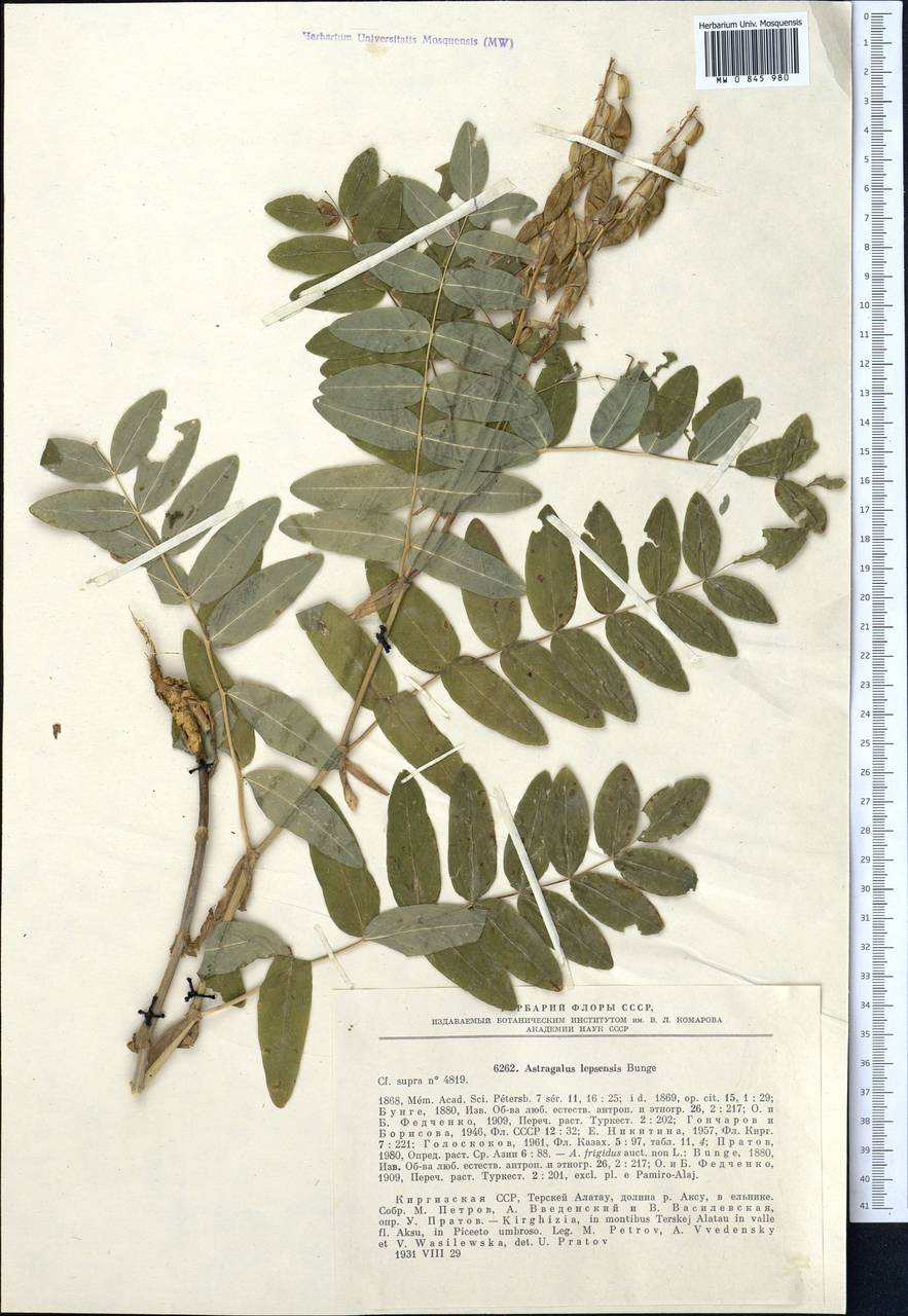 Astragalus lepsensis Bunge, Middle Asia, Northern & Central Tian Shan (M4) (Kyrgyzstan)