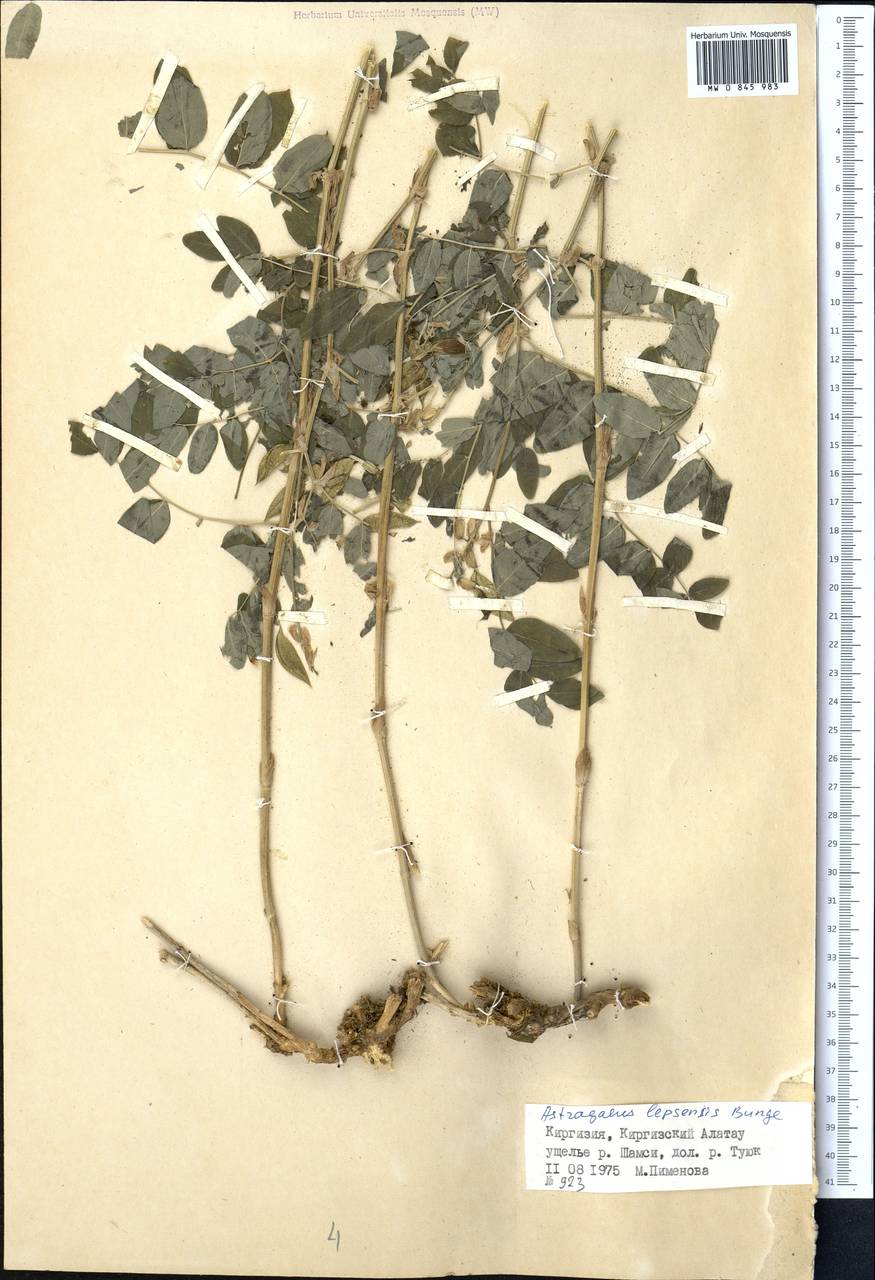 Astragalus lepsensis Bunge, Middle Asia, Northern & Central Tian Shan (M4) (Kyrgyzstan)