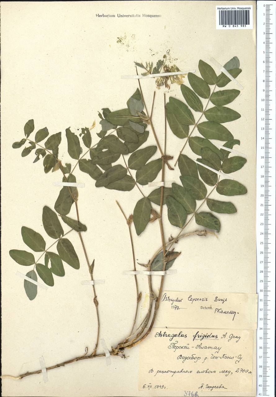 Astragalus lepsensis Bunge, Middle Asia, Northern & Central Tian Shan (M4) (Kyrgyzstan)