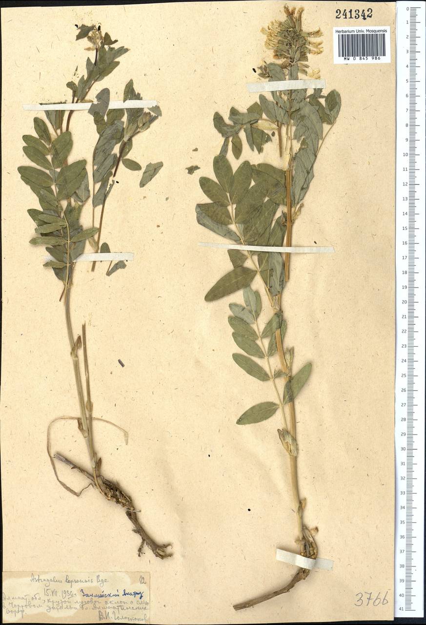 Astragalus lepsensis Bunge, Middle Asia, Northern & Central Tian Shan (M4) (Kazakhstan)
