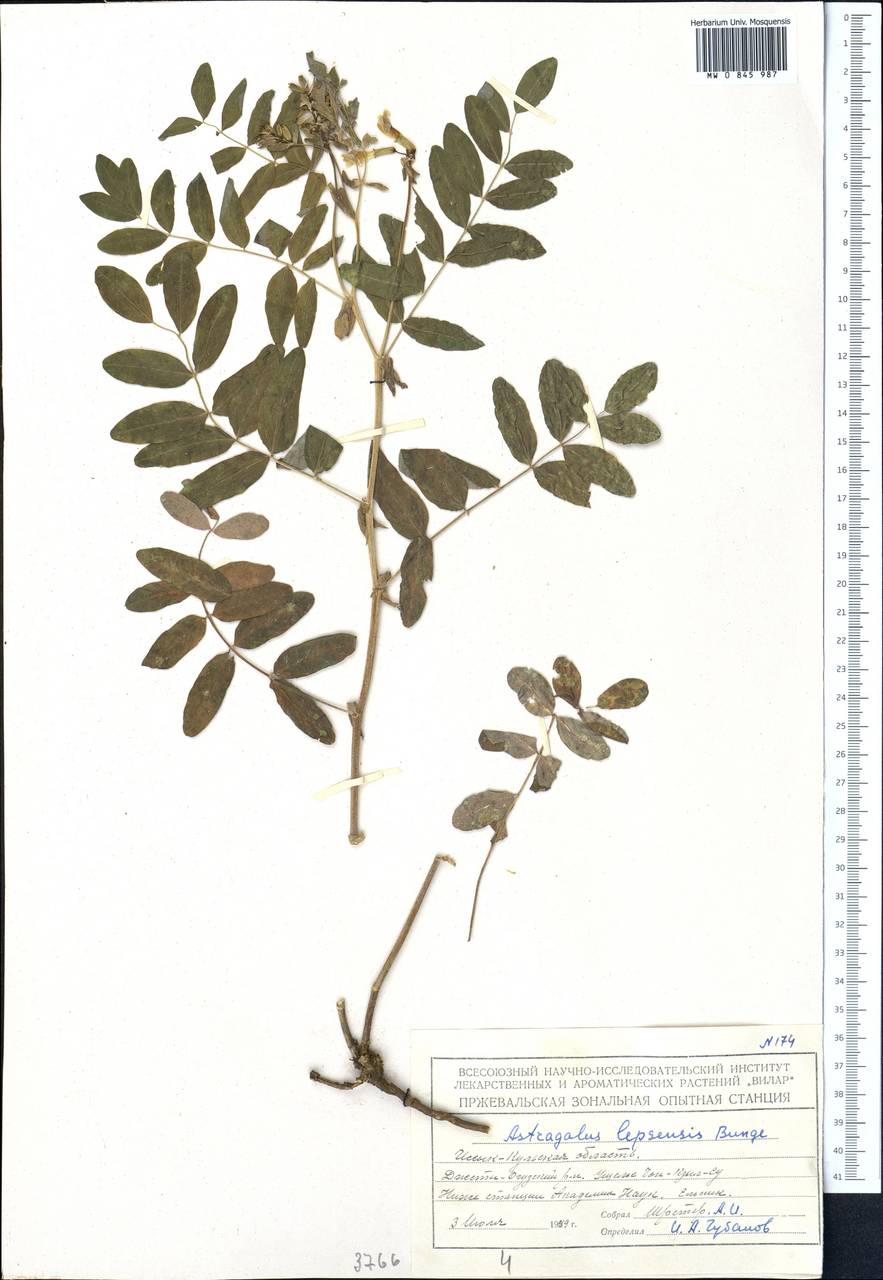 Astragalus lepsensis Bunge, Middle Asia, Northern & Central Tian Shan (M4) (Kyrgyzstan)