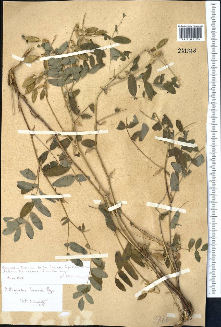 Astragalus lepsensis Bunge, Middle Asia, Northern & Central Tian Shan (M4) (Kazakhstan)