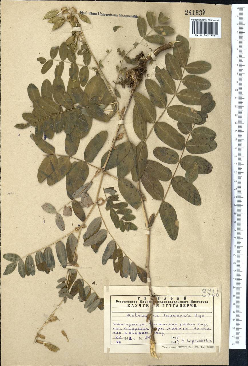 Astragalus lepsensis Bunge, Middle Asia, Northern & Central Tian Shan (M4) (Kazakhstan)