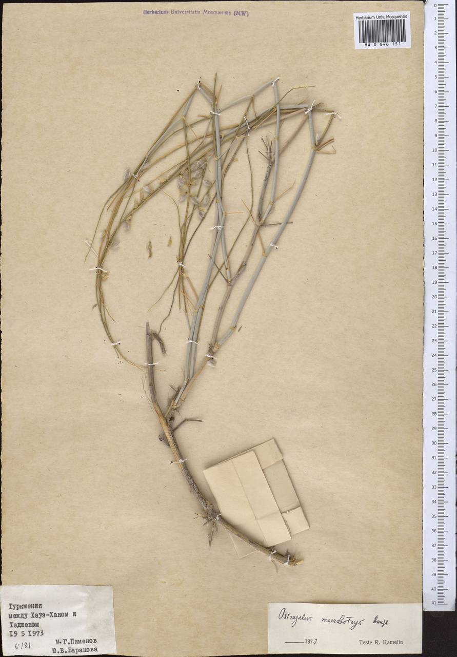 Astragalus squarrosus Bunge, Middle Asia, Kopet Dag, Badkhyz, Small & Great Balkhan (M1) (Turkmenistan)