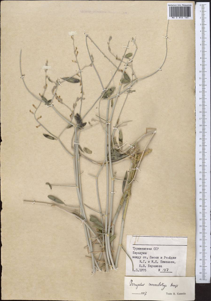 Astragalus squarrosus Bunge, Middle Asia, Karakum (M6) (Turkmenistan)