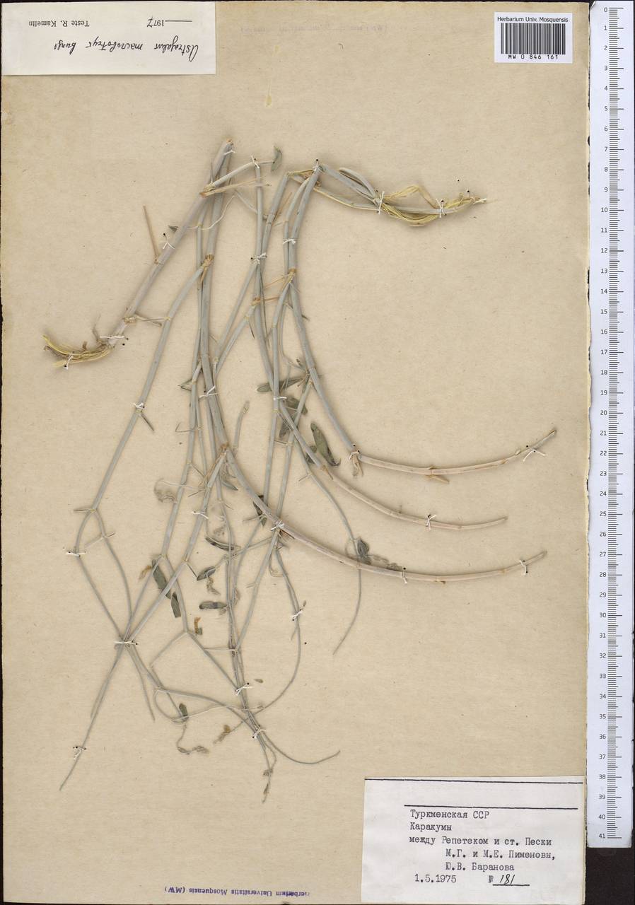 Astragalus squarrosus Bunge, Middle Asia, Karakum (M6) (Turkmenistan)