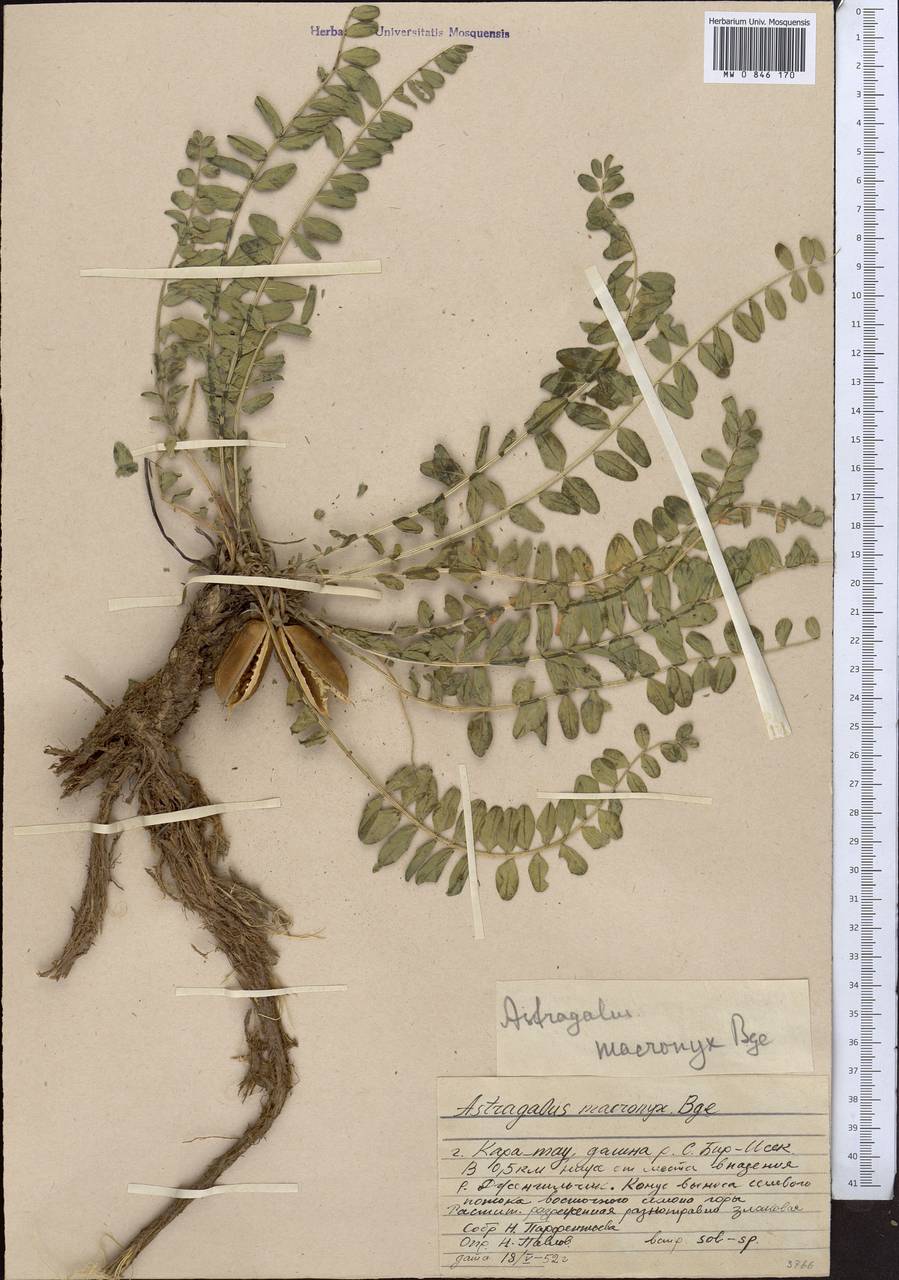 Astragalus macronyx Bunge, Middle Asia, Western Tian Shan & Karatau (M3) (Kazakhstan)
