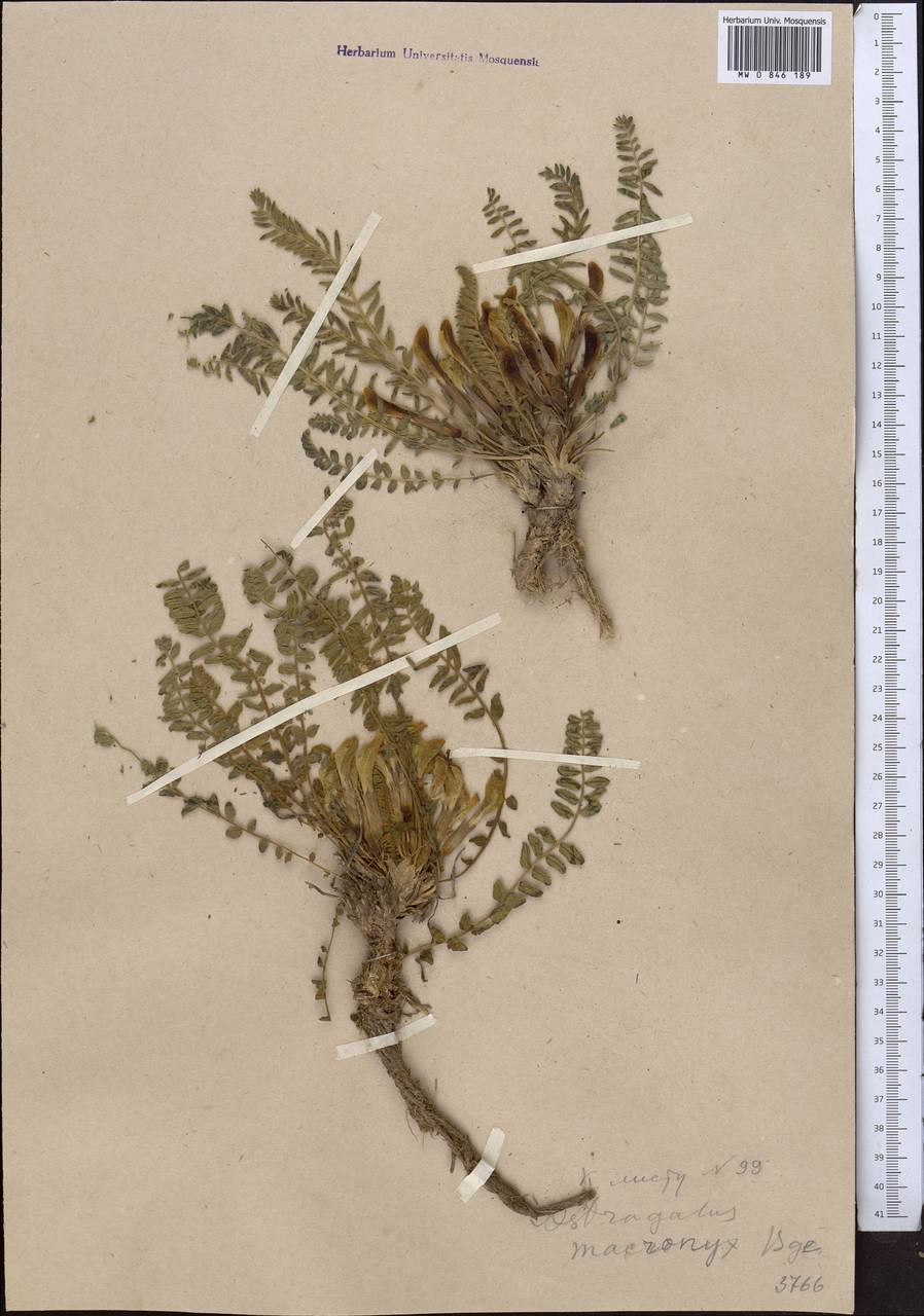 Astragalus macronyx Bunge, Middle Asia, Northern & Central Tian Shan (M4) (Kazakhstan)