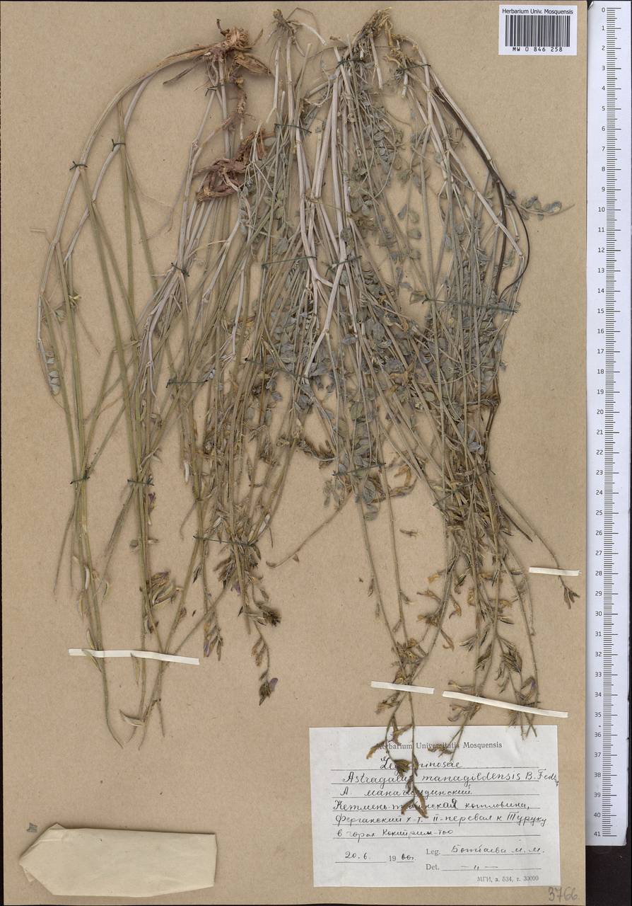 Astragalus managildensis B. Fedtsch., Middle Asia, Western Tian Shan & Karatau (M3) (Kyrgyzstan)
