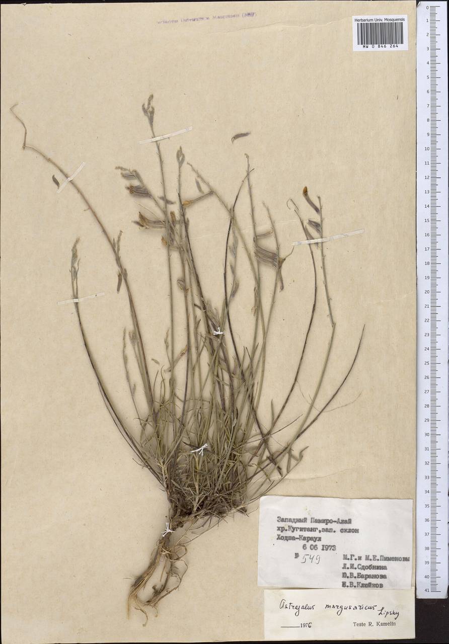 Astragalus marguzaricus Lipsky, Middle Asia, Pamir & Pamiro-Alai (M2) (Turkmenistan)