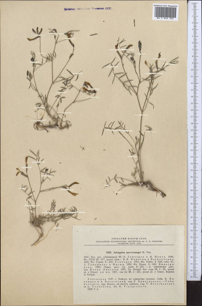 Astragalus juratzkanus subsp. juratzkanus, Middle Asia, Syr-Darian deserts & Kyzylkum (M7) (Uzbekistan)