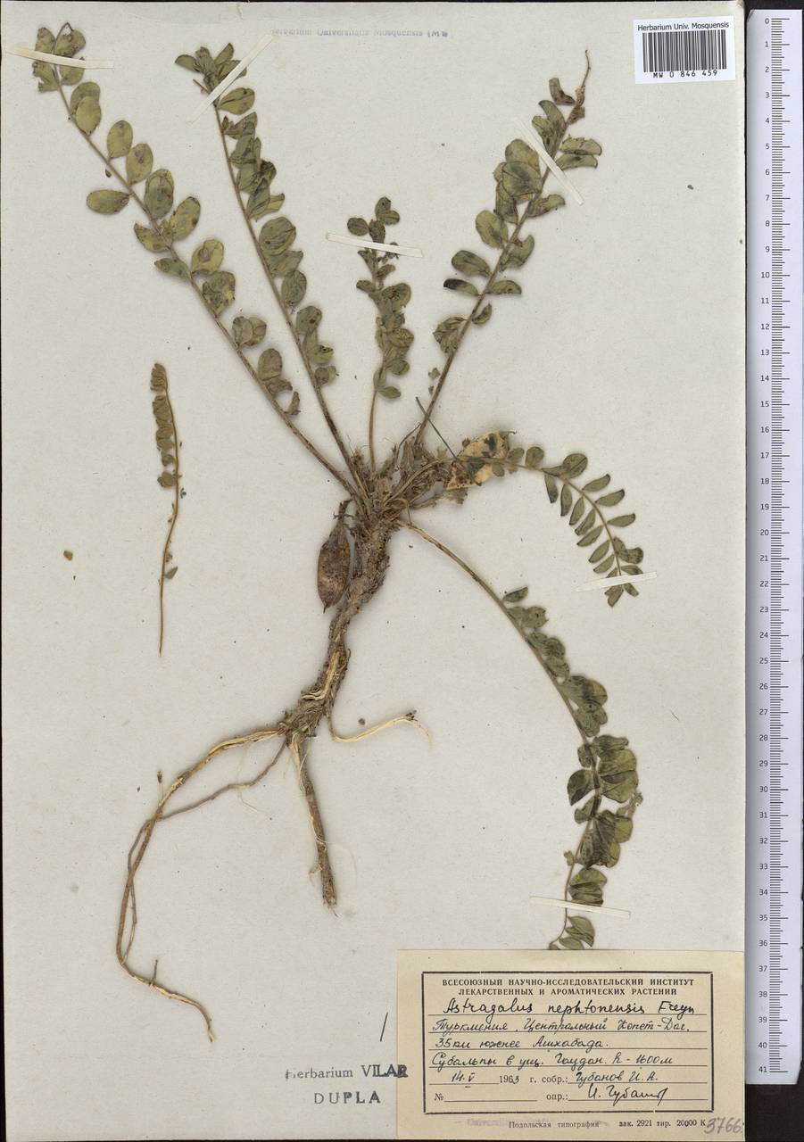 Astragalus nephtonensis Freyn, Middle Asia, Kopet Dag, Badkhyz, Small & Great Balkhan (M1) (Turkmenistan)