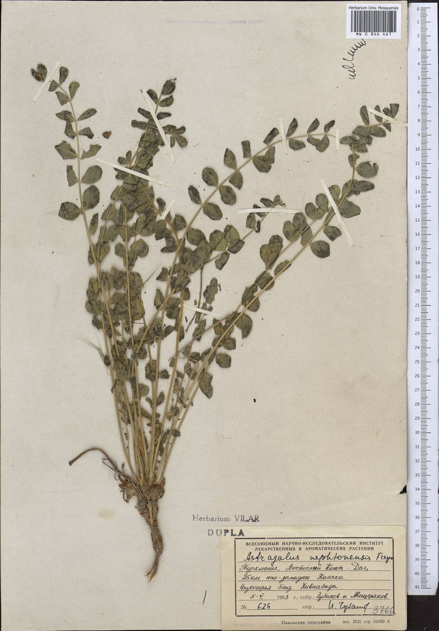 Astragalus nephtonensis Freyn, Middle Asia, Kopet Dag, Badkhyz, Small & Great Balkhan (M1) (Turkmenistan)