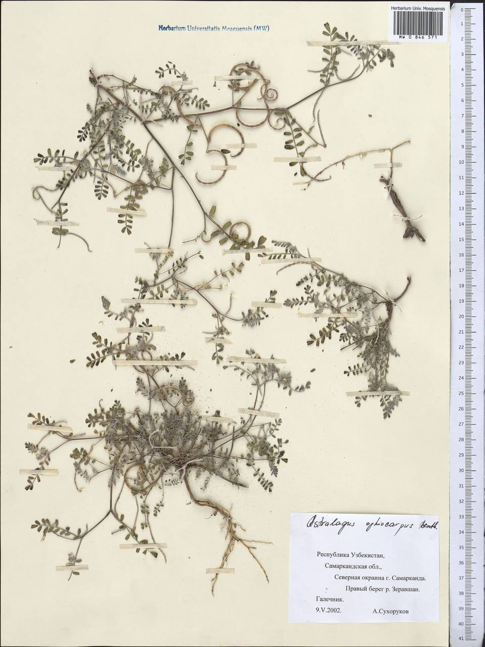 Astragalus ophiocarpus Benth. ex Bunge, Middle Asia, Pamir & Pamiro-Alai (M2) (Uzbekistan)