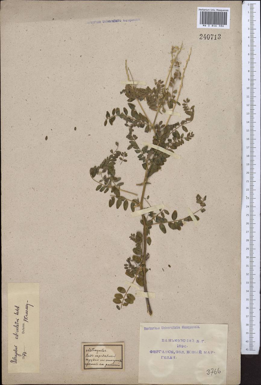 Astragalus orbiculatus Ledeb., Middle Asia, Syr-Darian deserts & Kyzylkum (M7) (Uzbekistan)