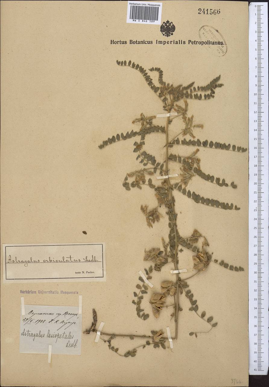 Astragalus orbiculatus Ledeb., Middle Asia, Syr-Darian deserts & Kyzylkum (M7) (Uzbekistan)