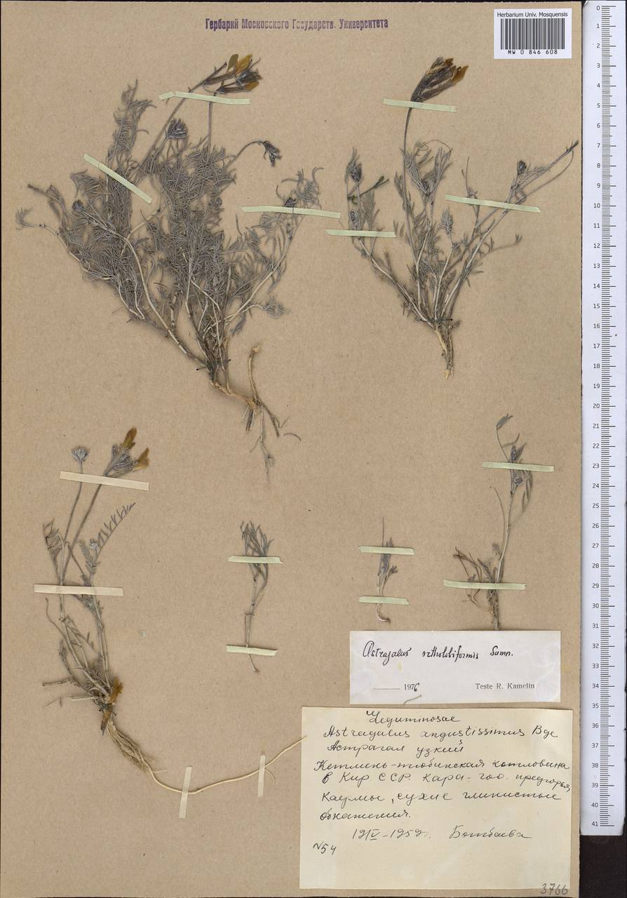 Astragalus ortholobiformis Sumn., Middle Asia, Western Tian Shan & Karatau (M3) (Kyrgyzstan)