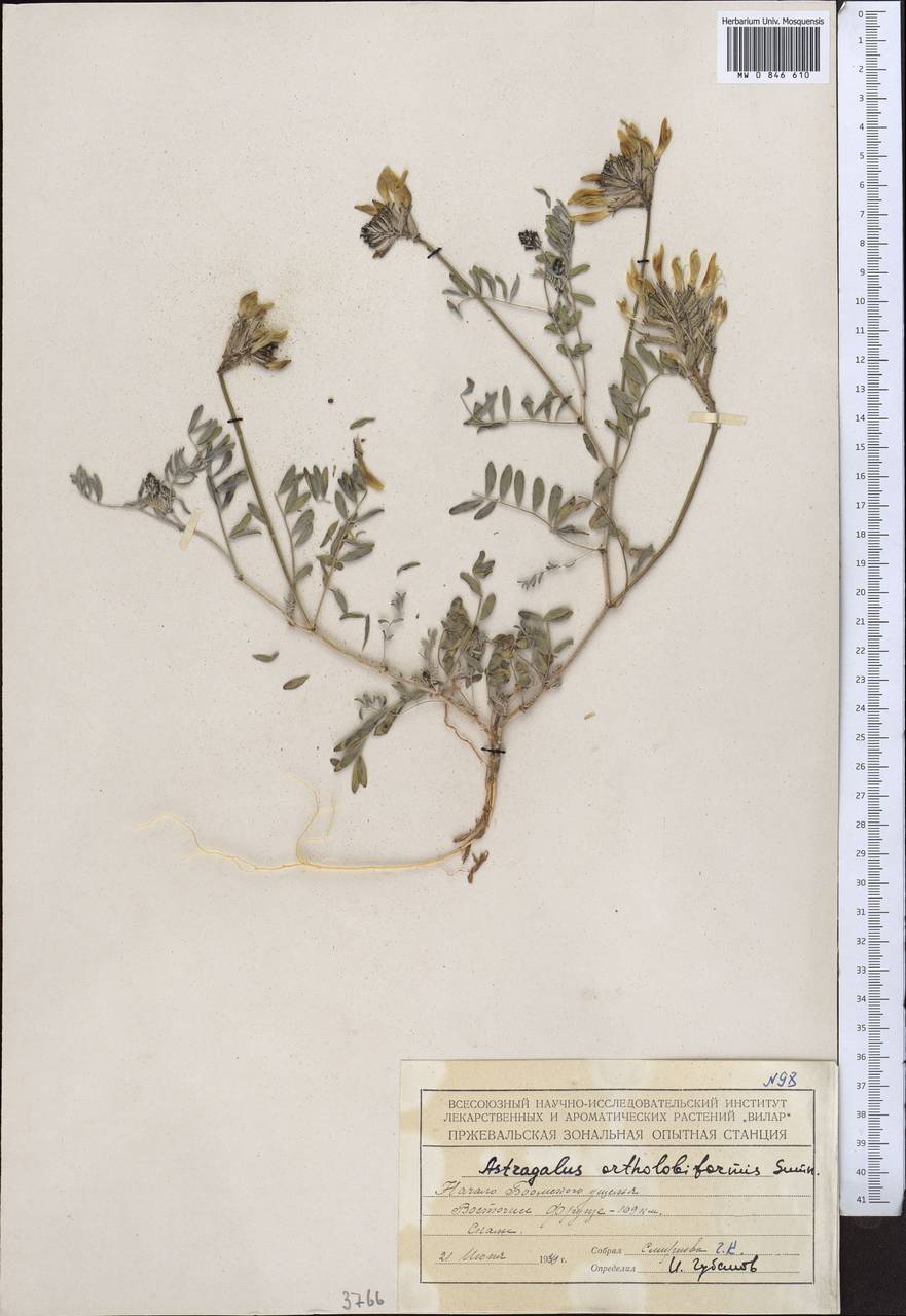 Astragalus ortholobiformis Sumn., Middle Asia, Northern & Central Tian Shan (M4) (Kyrgyzstan)