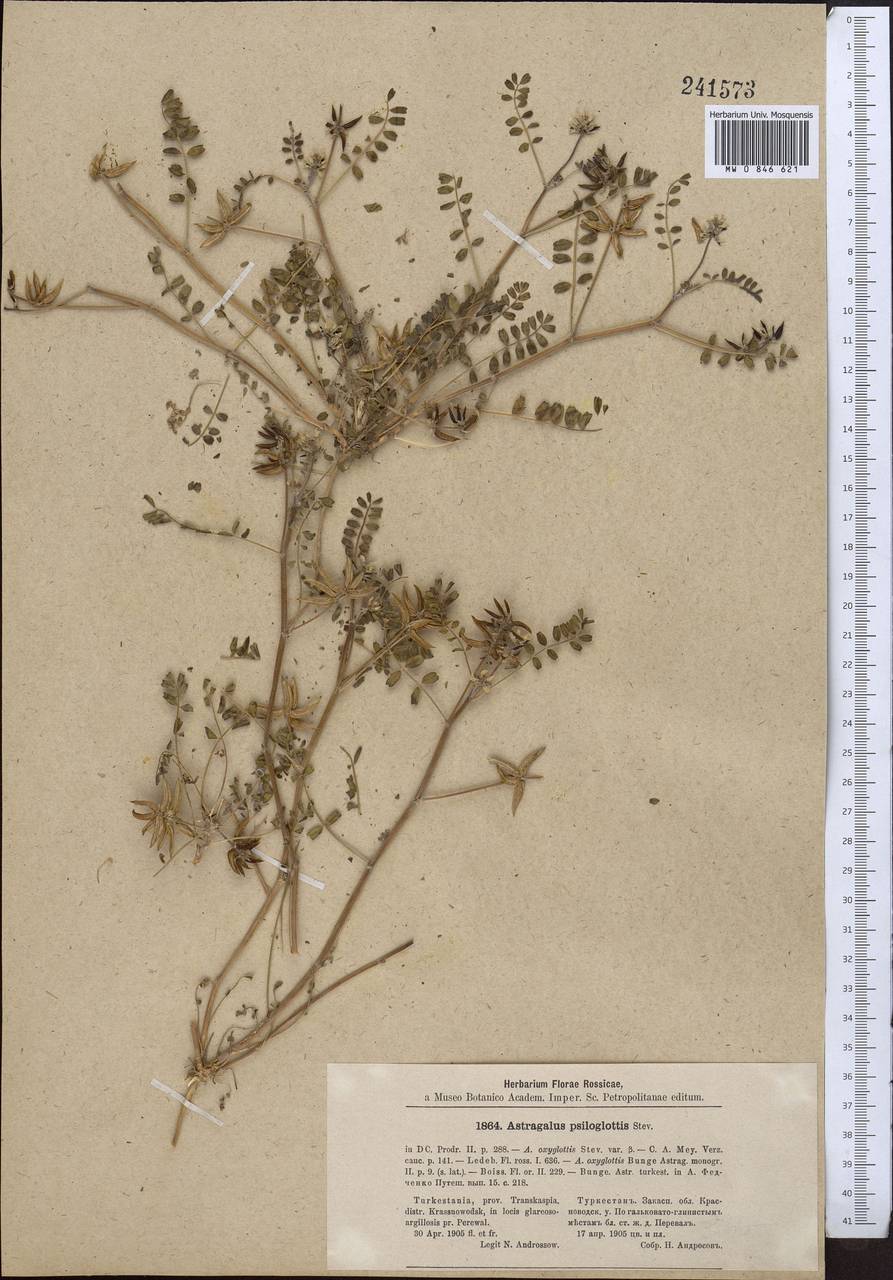Astragalus oxyglottis Stev. ex M. Bieb., Middle Asia, Karakum (M6) (Turkmenistan)