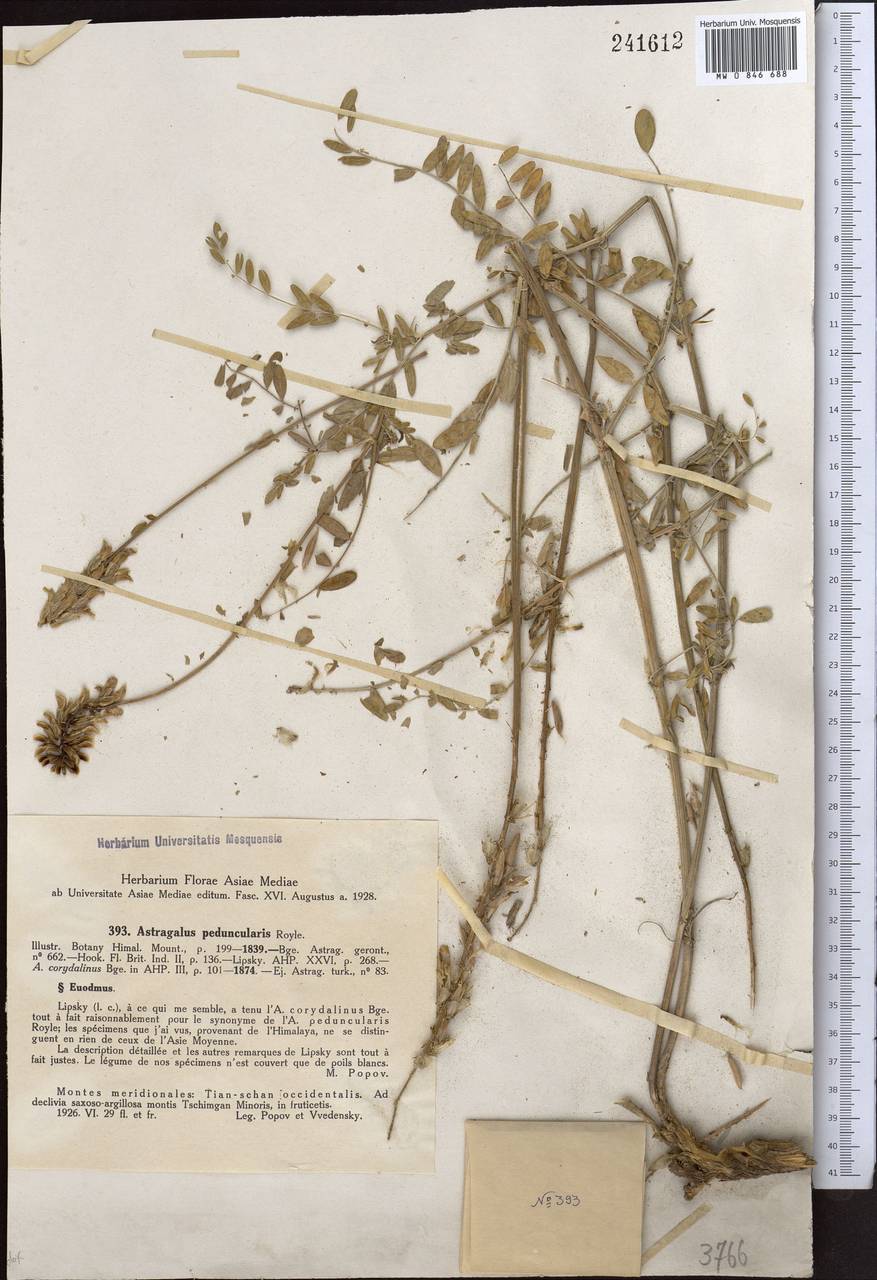 Astragalus peduncularis Royle ex Benth., Middle Asia, Western Tian Shan & Karatau (M3) (Uzbekistan)