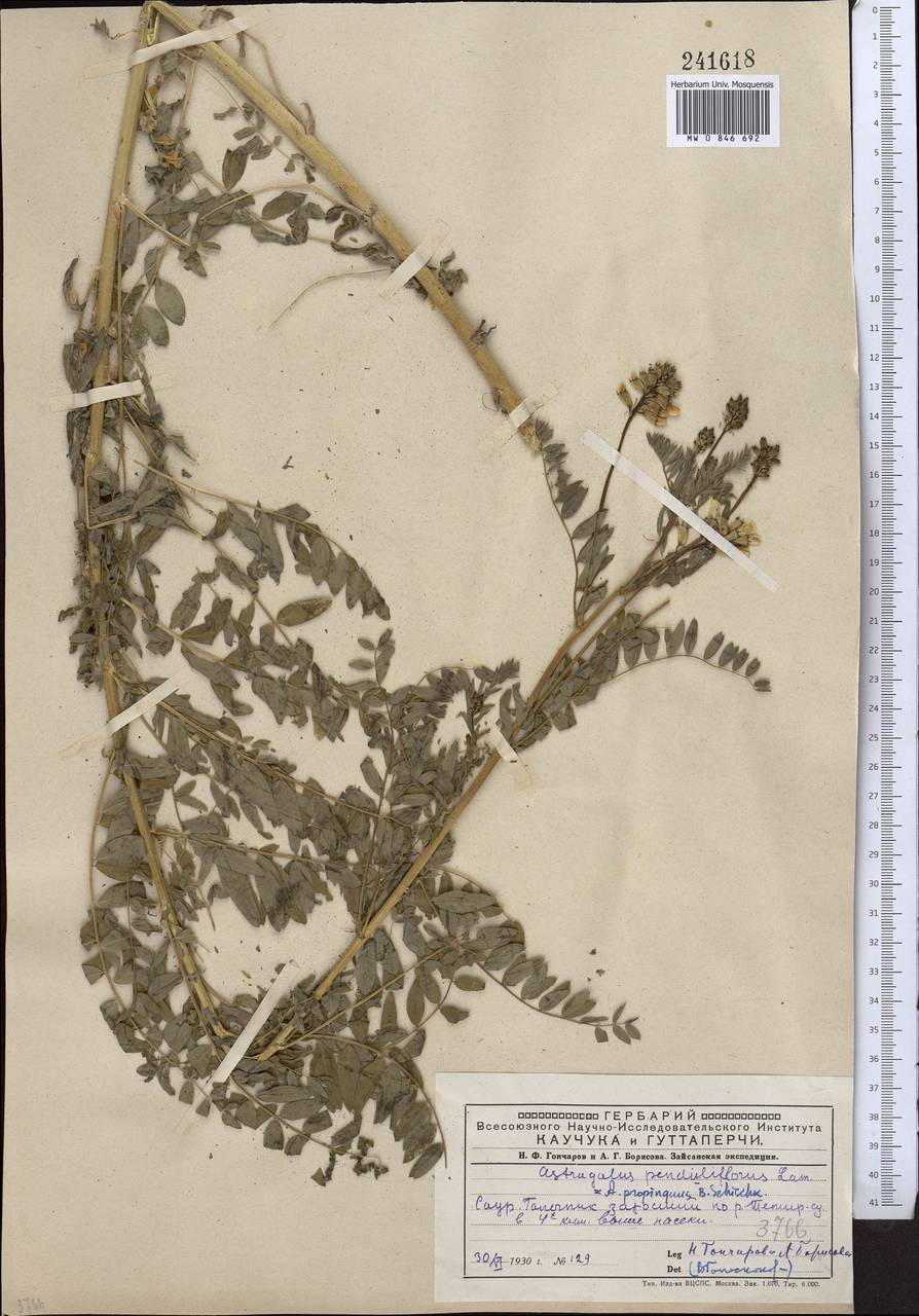 Astragalus penduliflorus Lam., Middle Asia, Dzungarian Alatau & Tarbagatai (M5) (Kazakhstan)