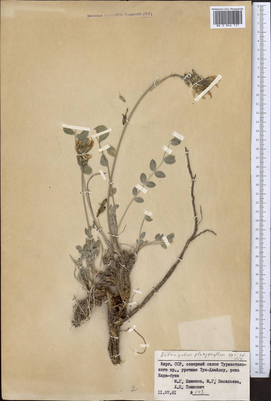 Astragalus platyphyllus Kar. & Kir., Middle Asia, Pamir & Pamiro-Alai (M2) (Kyrgyzstan)