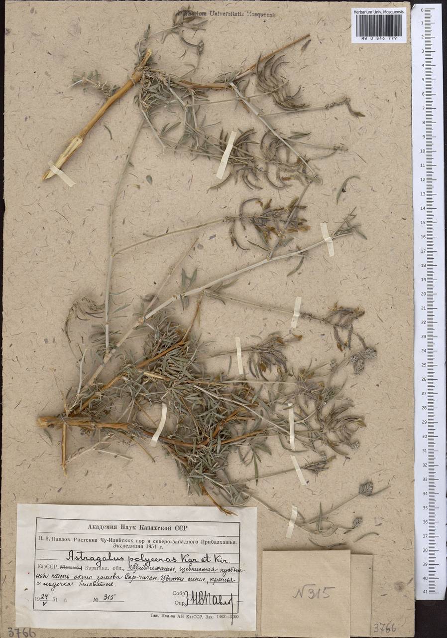 Astragalus polyceras Kar. & Kir., Middle Asia, Muyunkumy, Balkhash & Betpak-Dala (M9) (Kazakhstan)
