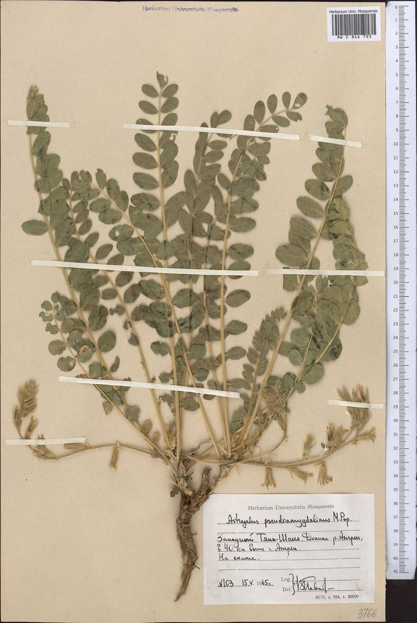 Astragalus pseudoamygdalinus M.G. Popov, Middle Asia, Western Tian Shan & Karatau (M3) (Uzbekistan)