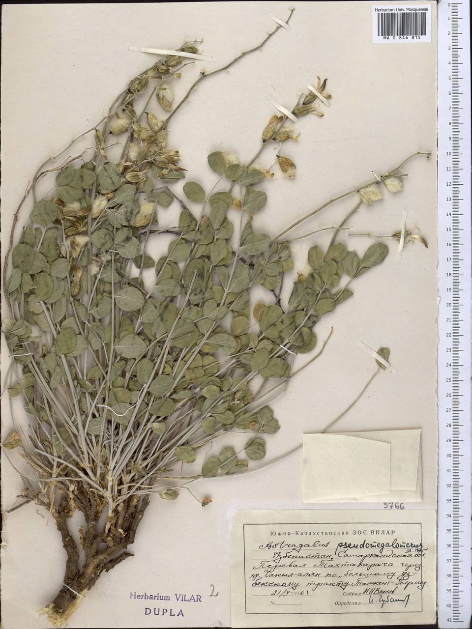 Astragalus pseudomegalomerus Gontsch. & Popov, Middle Asia, Pamir & Pamiro-Alai (M2) (Uzbekistan)