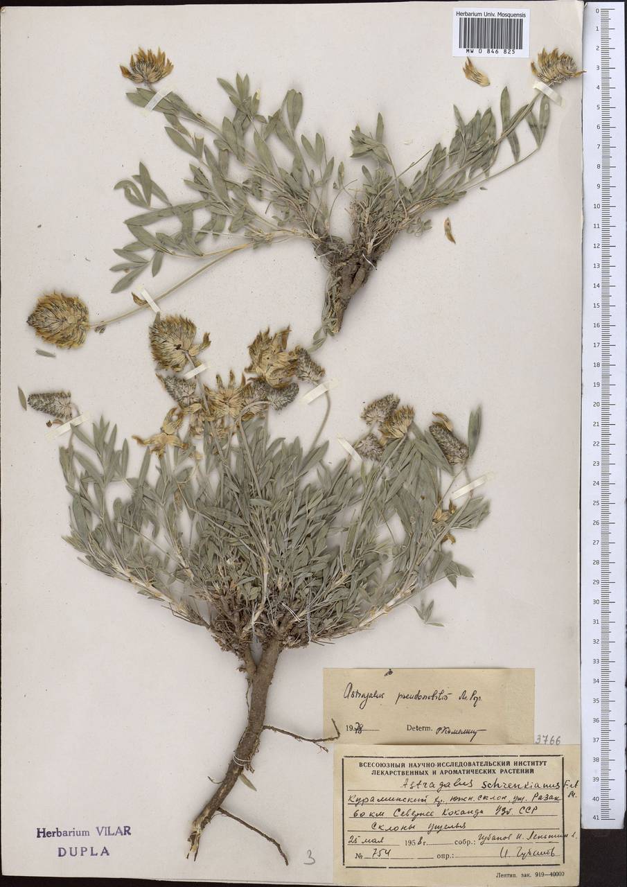 Astragalus pseudonobilis Popov, Middle Asia, Western Tian Shan & Karatau (M3) (Uzbekistan)