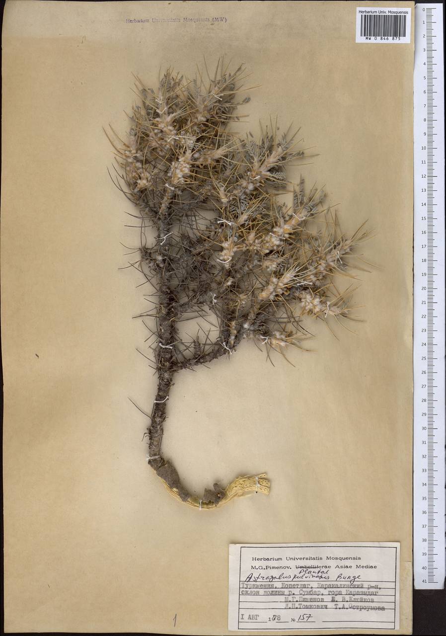 Astragalus verus Olivier, Middle Asia, Kopet Dag, Badkhyz, Small & Great Balkhan (M1) (Turkmenistan)