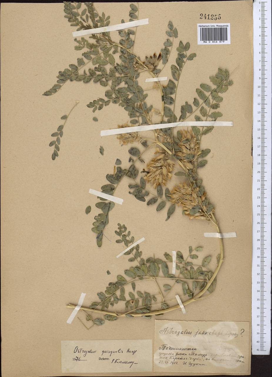 Astragalus quisqualis Bunge, Middle Asia, Pamir & Pamiro-Alai (M2) (Tajikistan)