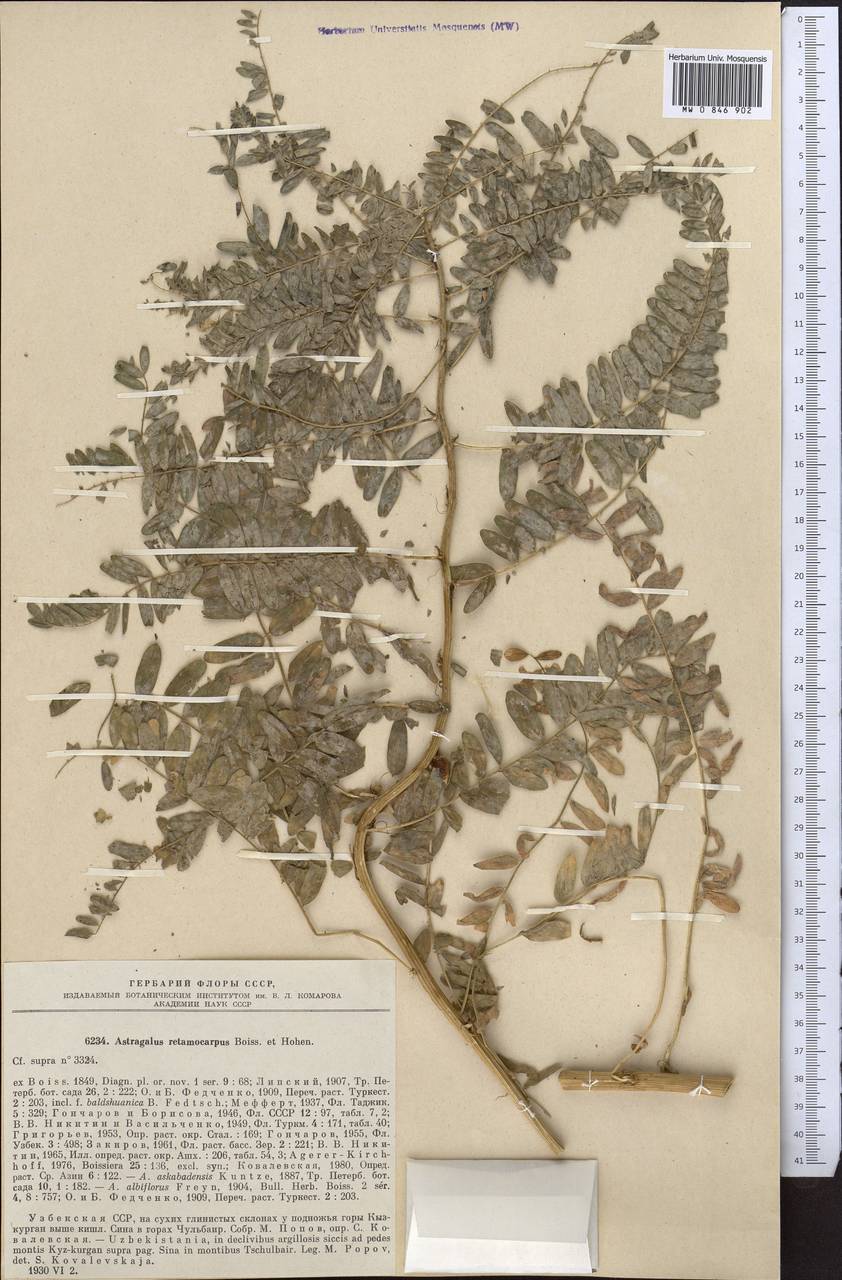 Astragalus retamocarpus Boiss. & Hohen. ex Boiss., Middle Asia, Pamir & Pamiro-Alai (M2) (Uzbekistan)