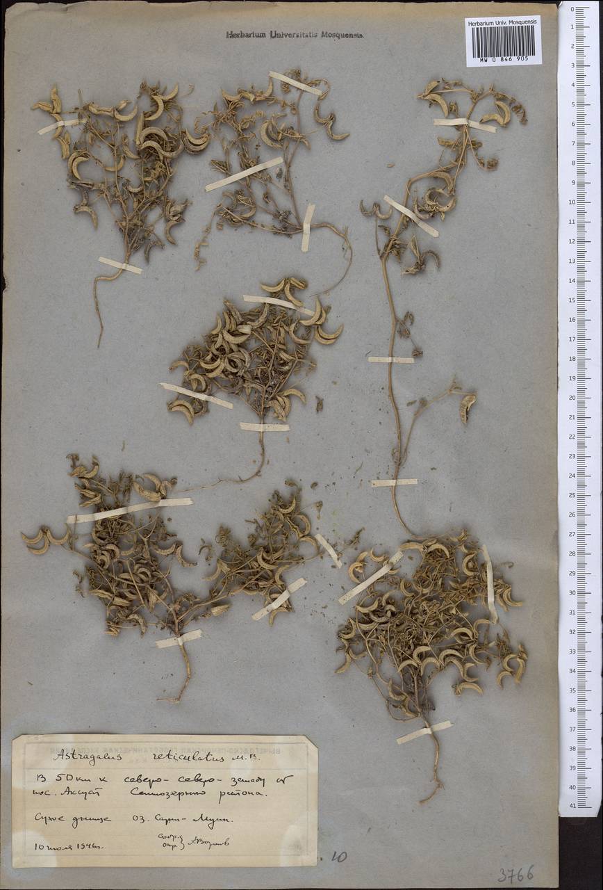 Astragalus reticulatus Bieb., Middle Asia, Northern & Central Kazakhstan (M10) (Kazakhstan)