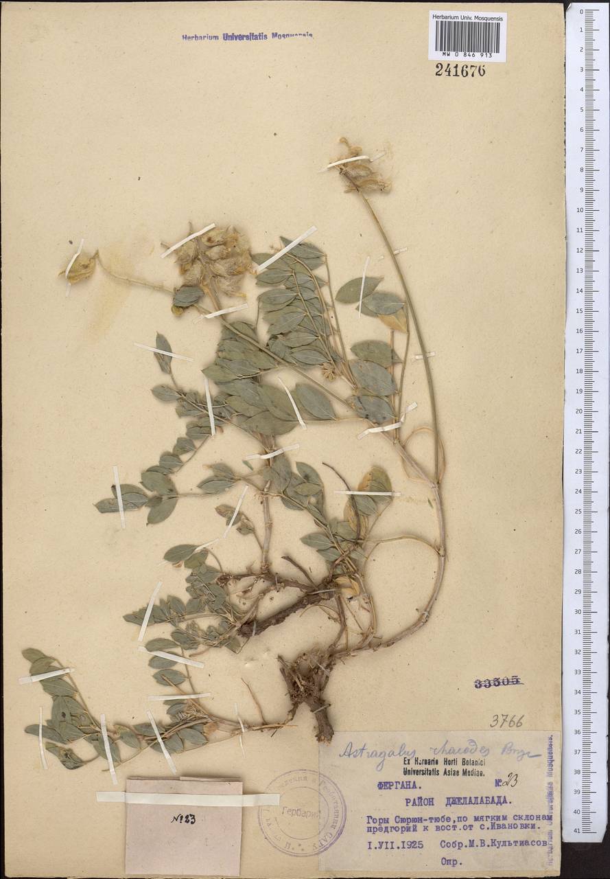 Astragalus rhacodes Bunge, Middle Asia, Western Tian Shan & Karatau (M3) (Kyrgyzstan)