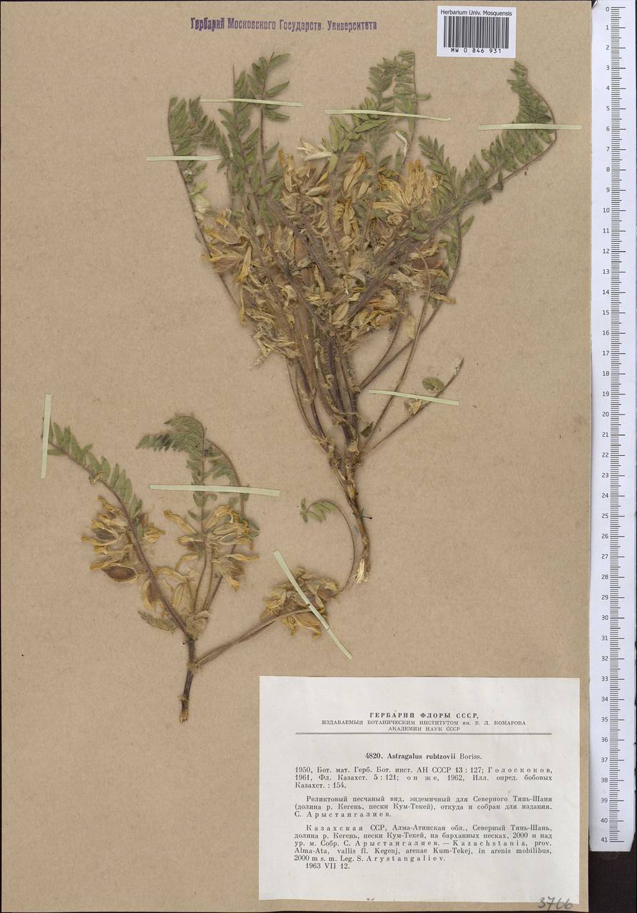 Astragalus rubtzovii A. Boriss., Middle Asia, Northern & Central Tian Shan (M4) (Kazakhstan)
