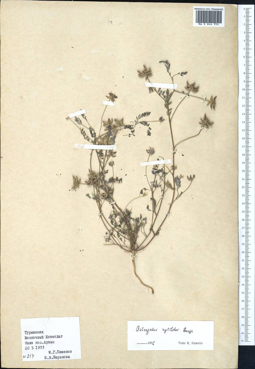 Astragalus filicaulis Kar. & Kir., Middle Asia, Kopet Dag, Badkhyz, Small & Great Balkhan (M1) (Turkmenistan)