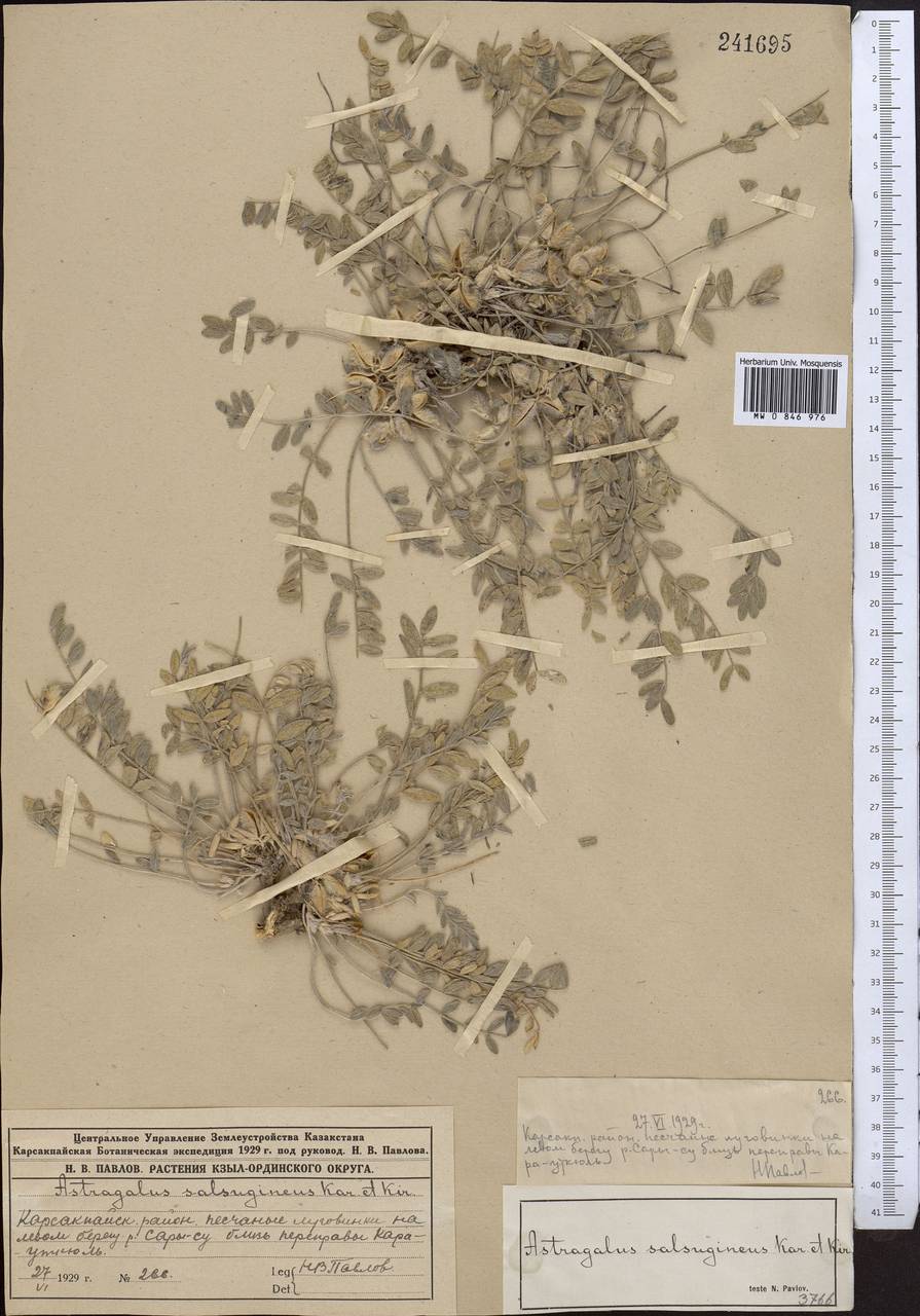 Astragalus salsugineus Kar. & Kir., Middle Asia, Muyunkumy, Balkhash & Betpak-Dala (M9) (Kazakhstan)
