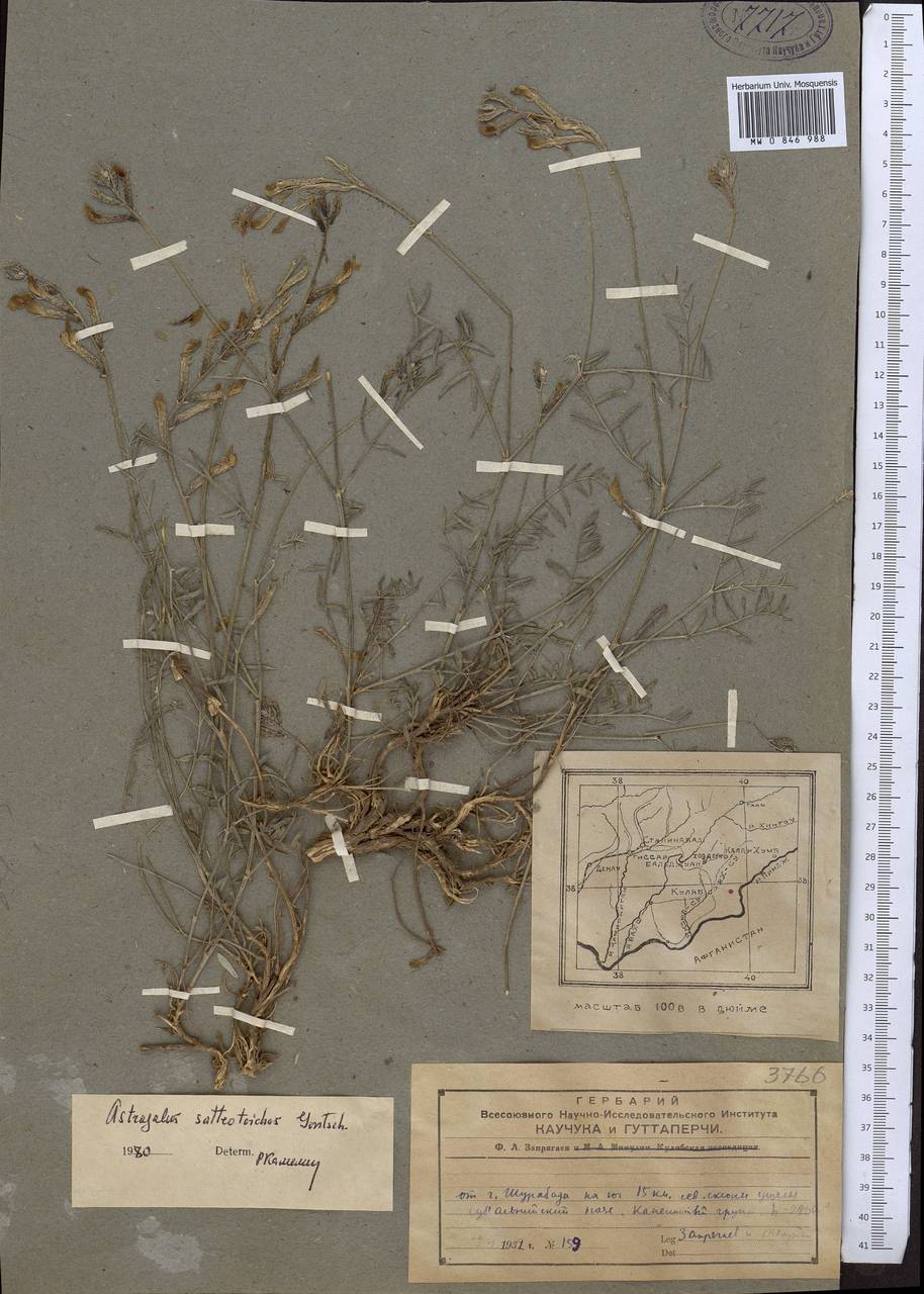 Astragalus satteotoichus Gontsch., Middle Asia, Pamir & Pamiro-Alai (M2)