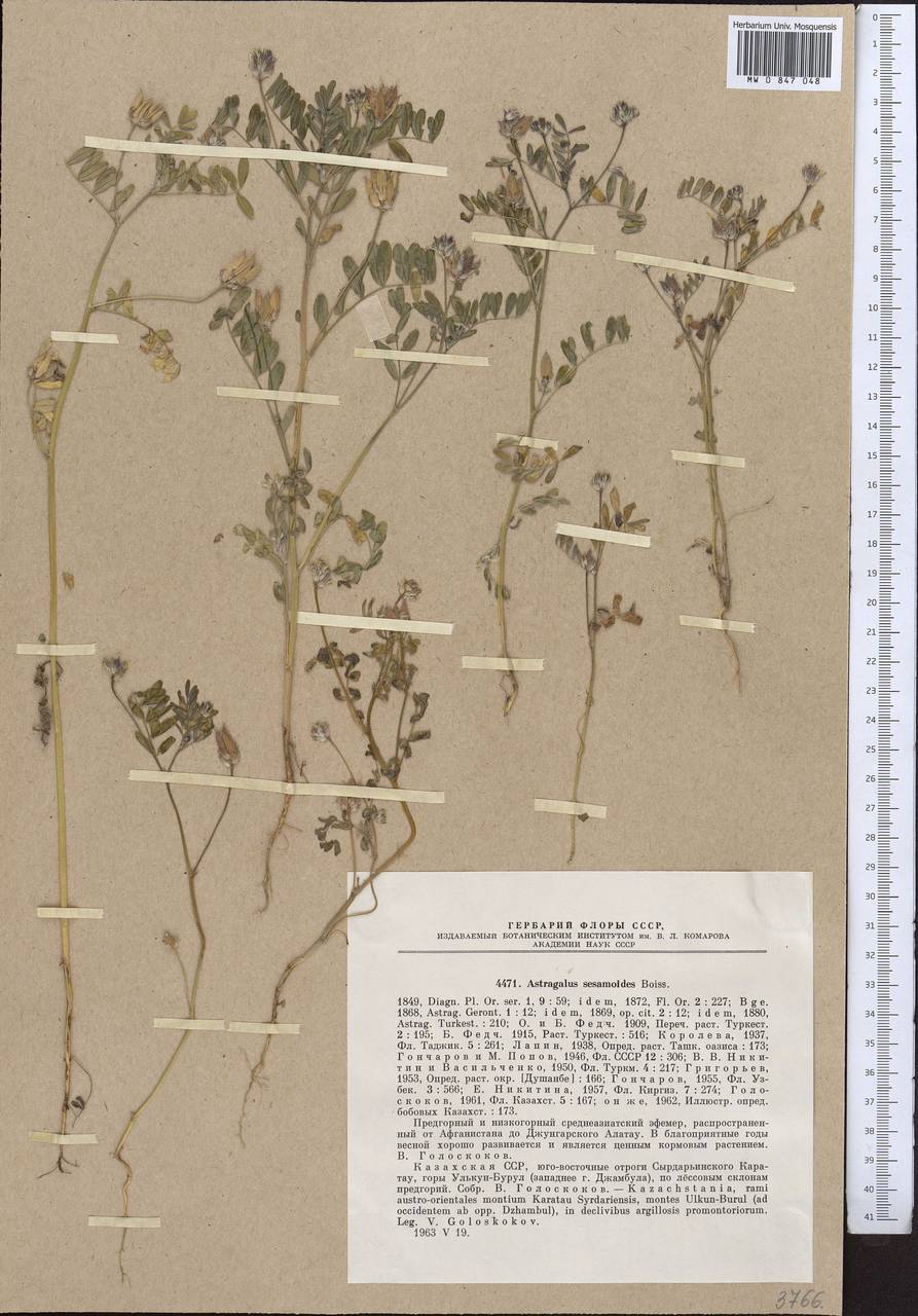 Astragalus sesamoides Boiss., Middle Asia, Western Tian Shan & Karatau (M3) (Kazakhstan)