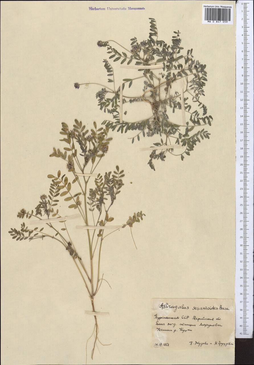 Astragalus sesamoides Boiss., Middle Asia, Karakum (M6) (Turkmenistan)