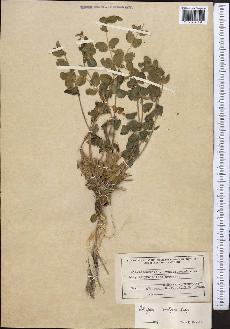 Astragalus sewertzowii, Middle Asia, Pamir & Pamiro-Alai (M2) (Tajikistan)