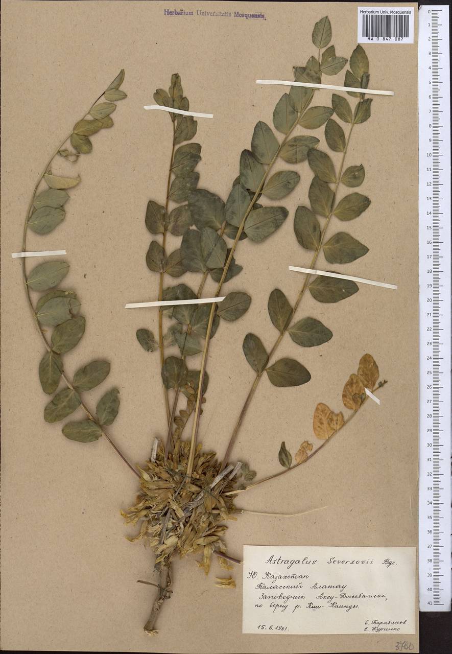 Astragalus sewertzowii, Middle Asia, Western Tian Shan & Karatau (M3) (Kazakhstan)