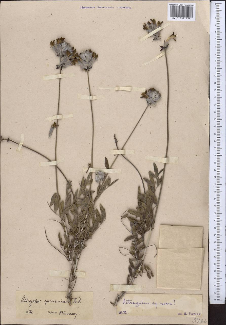 Astragalus speciosissimus Pavlov, Middle Asia, Western Tian Shan & Karatau (M3) (Not classified)
