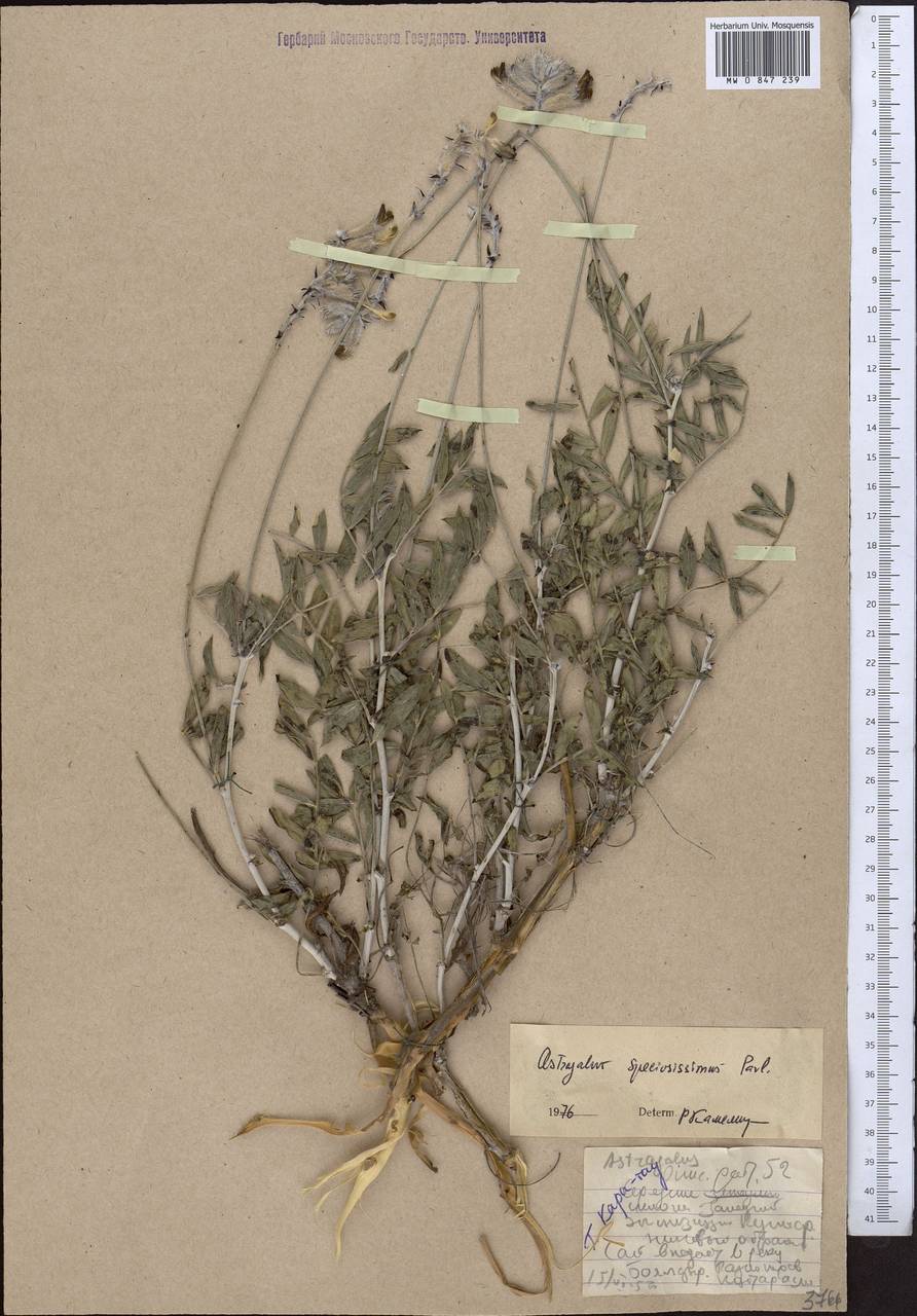 Astragalus speciosissimus Pavlov, Middle Asia, Western Tian Shan & Karatau (M3) (Kazakhstan)