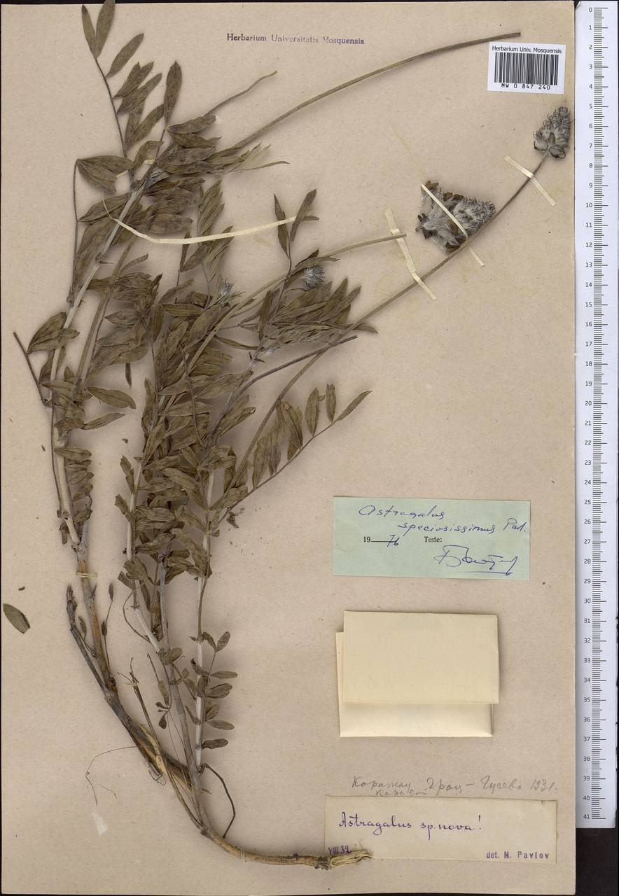 Astragalus speciosissimus Pavlov, Middle Asia, Western Tian Shan & Karatau (M3) (Kazakhstan)