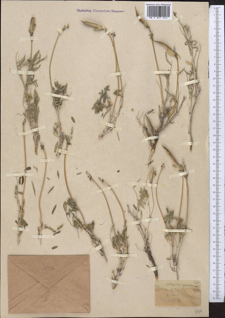 Astragalus speciosissimus Pavlov, Middle Asia, Western Tian Shan & Karatau (M3) (Kazakhstan)